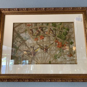 French Chromolithograph of Birds Circa 1880, Custom Framed, Purchased during a recent trip to Paris, Framed in the US