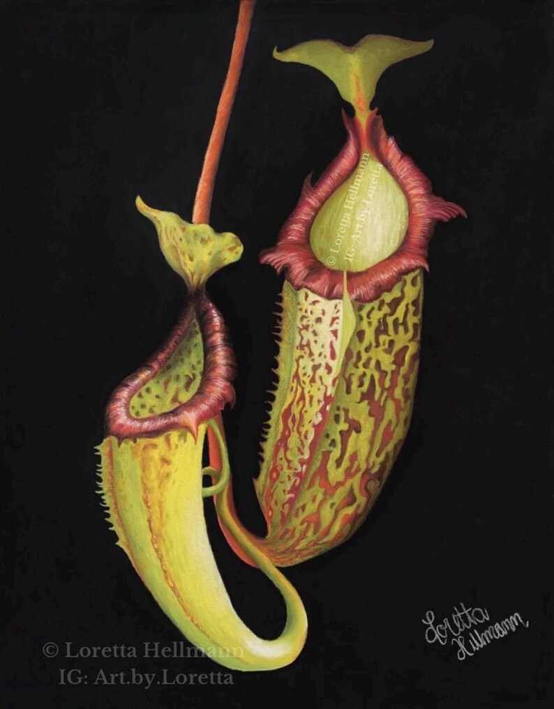 Tropical Pitcher Plant Art Print | Nepenthes | Dark Academia Wall Decor ...