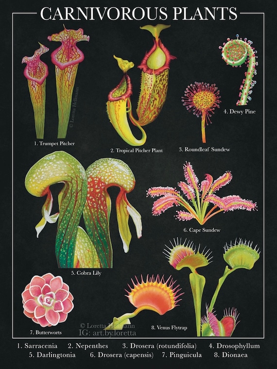 Carnivorous Plants Art Print | Plant Art | Moody Decor | Botanical