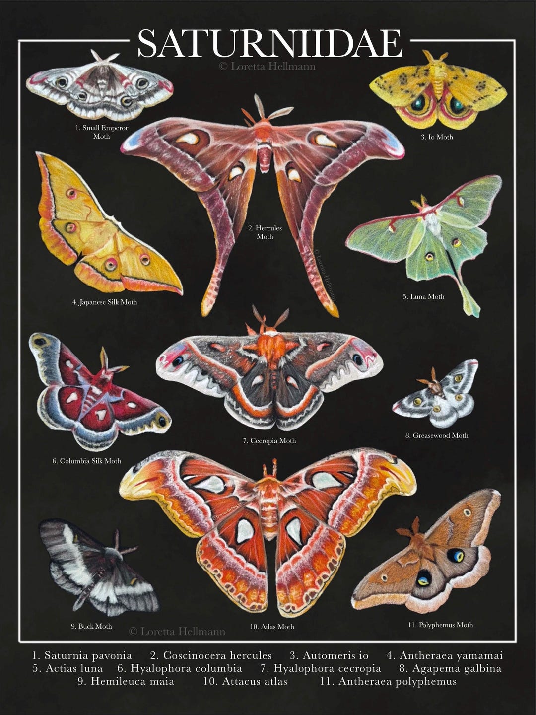 Giant Silk Moth Classification Art Print | Moth Art | Moody Decor ...