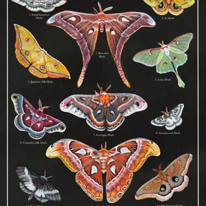 Giant Silk Moth Classification Art Print | Moth Art | Moody Decor | Entomology