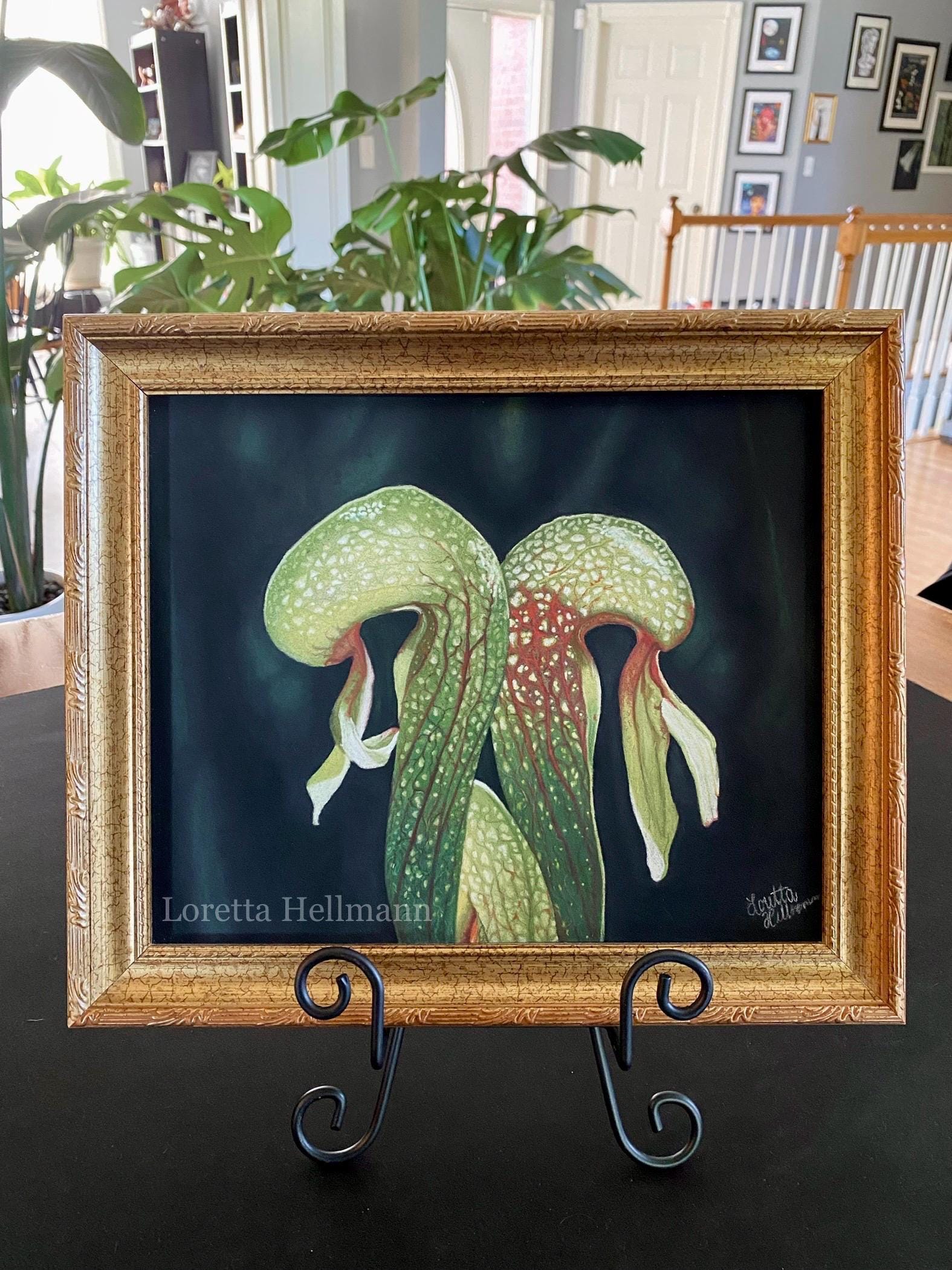 Cobra Lily Soft Pastel Original Artwork | Darlingtoni Californica