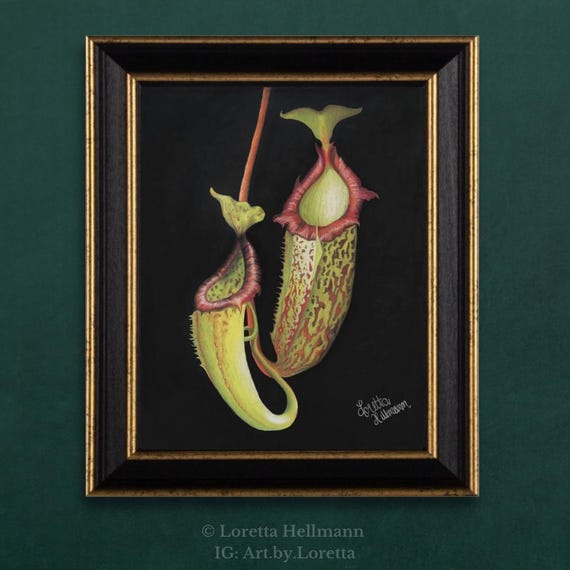 Tropical Pitcher Plant Art Print | Nepenthes | Dark Academia Wall