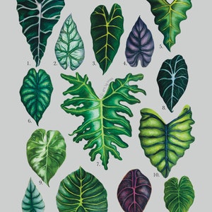 Alocasia Plant Family Print | Colored Pencil Drawing