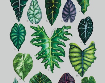 Alocasia Plant Family Print | Colored Pencil Drawing