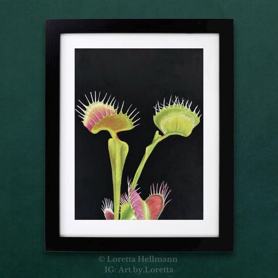 Venus Flytrap Soft Pastel Original Artwork | Dionaea Muscipula