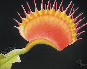Venus Flytrap Plant Art Print | Dionaea muscipula | Dark Academia Wall Decor | Botanical Art Carnivorous Plant