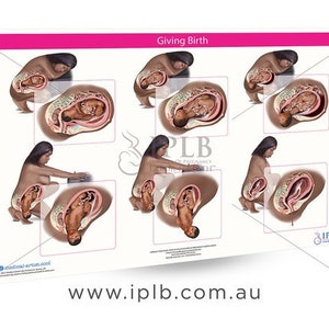 Chart 5 - Giving Birth