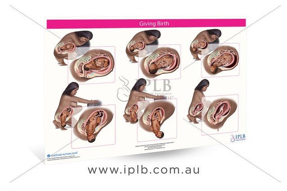 Giving Birth Diagram Pregnancy And Birth: What Happens To A Woman's