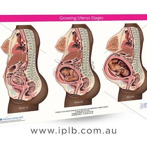 Chart 2 - Growing Uterus Stages