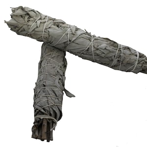 California White Sage 8&quot;