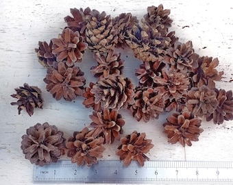 Dried Natural Pine Cones for DIY Crafts, Wedding Decor, Flower Projects,  Christmas Decorations