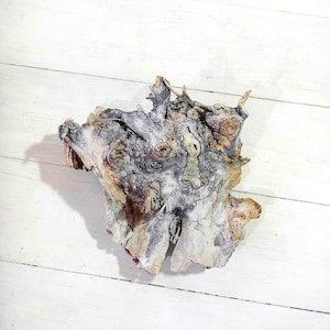 Terrarium Supplies, Decorative Roots,  Terrarium Decoration, Landscaping for Terrariums, Air Plants, Wooden driftwood Reptile wood