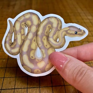 Ball python sticker bild 3