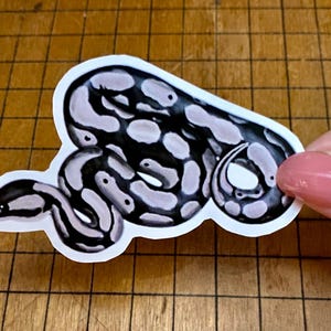 Ball python sticker bild 11