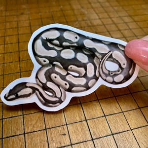 Ball python sticker bild 8