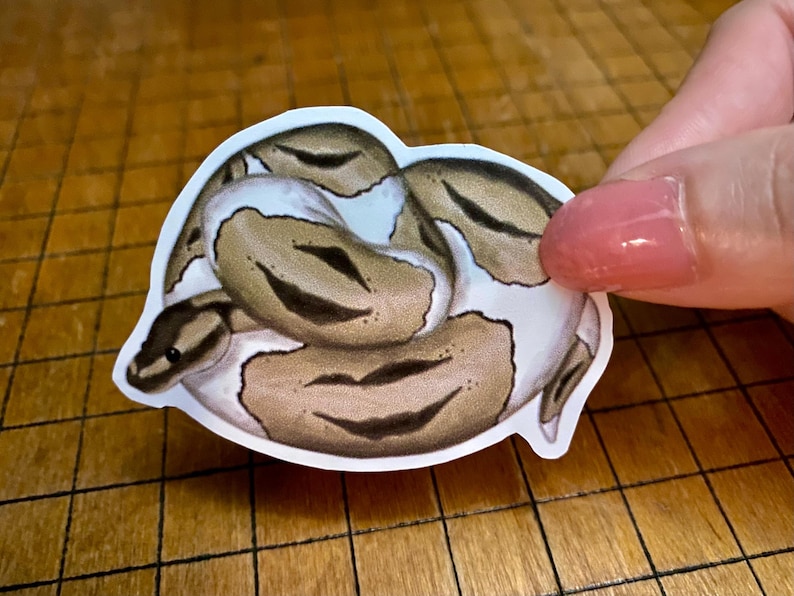 Ball python sticker bild 7