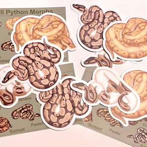 Ball python sticker