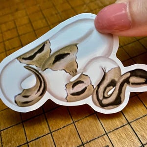 Ball python sticker bild 5