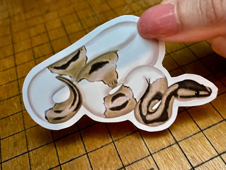 Ball python sticker bild 5