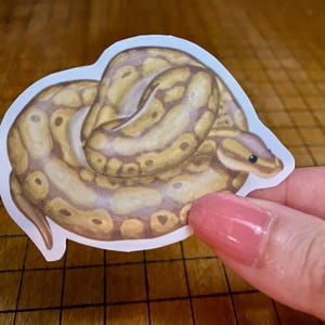 Ball python sticker bild 4