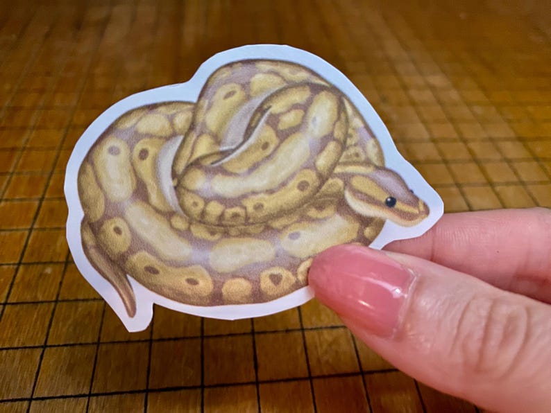 Ball python sticker bild 4