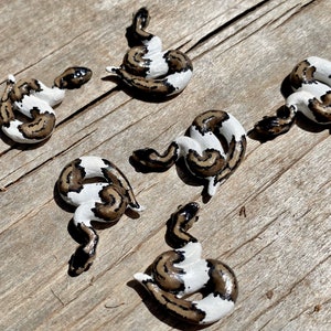 A miniature ball python snake polymer clay (piebald, banana, regular, blue eyed leucistic)