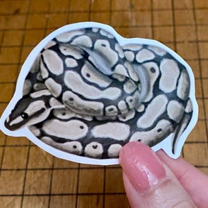 Ball python sticker bild 10