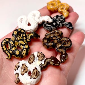 Handmade ball python miniature (piebald, banana, pastel, axanthic, regular, blue eyed leucistic)