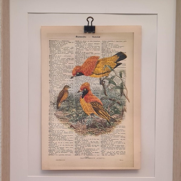 Kunstdruck von einem Goldenen Paradiesvogel, auf  Antiker Buchseite, ornithologisch, Vogel, Vögel, Fliegen, Himmel, Luft, Lexika