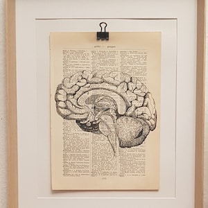 Könnte beinhalten: Eine gerahmte Schwarzweiß-anatomische Illustration des menschlichen Gehirns, gedruckt auf einer alten Buchseite. Der Rahmen steht auf einem Holztisch mit einem Kerzenhalter und Zimtstangen.