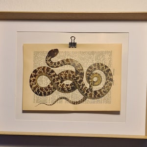 Art print of a snake, on antique book page, fauna, animal, terrarium, reptile