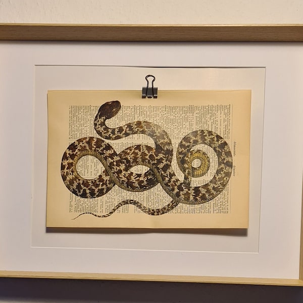 Kunstdruck von einer Schlange, auf Antiker Buchseite, Fauna, Tier, Terrarium, Reptil