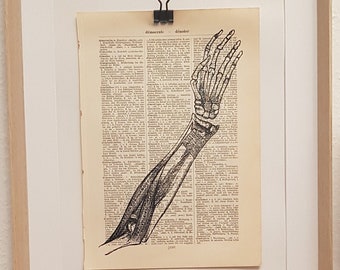 Anatomie Kunstdruck von einem Menschlichen Skelett Arm mit Muskeln, auf Antiker Buchseite, Medizin, Praxis, Doktor, Knochen, Bone