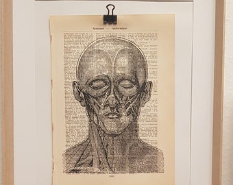 Anatomie Kunstdruck von Muskeln am Menschlichen Kopf und Schulter, auf Antiker Buchseite, Medizin, Praxis, Doktor, Knochen, Bone