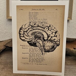 Könnte beinhalten: Ein gerahmter Vintage-Druck mit einer detaillierten anatomischen Illustration eines Gehirns. Der Druck wird auf einer Holzoberfläche mit einem Kerzenhalter und einem gerahmten Landschaftsbild im Hintergrund angezeigt. Der Druck hat deutschen Text.