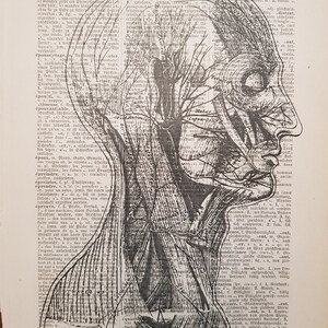 May include: An anatomical illustration of a human head in profile, revealing the internal structure of the brain, nerves, and muscles, set against a backdrop of aged book pages.