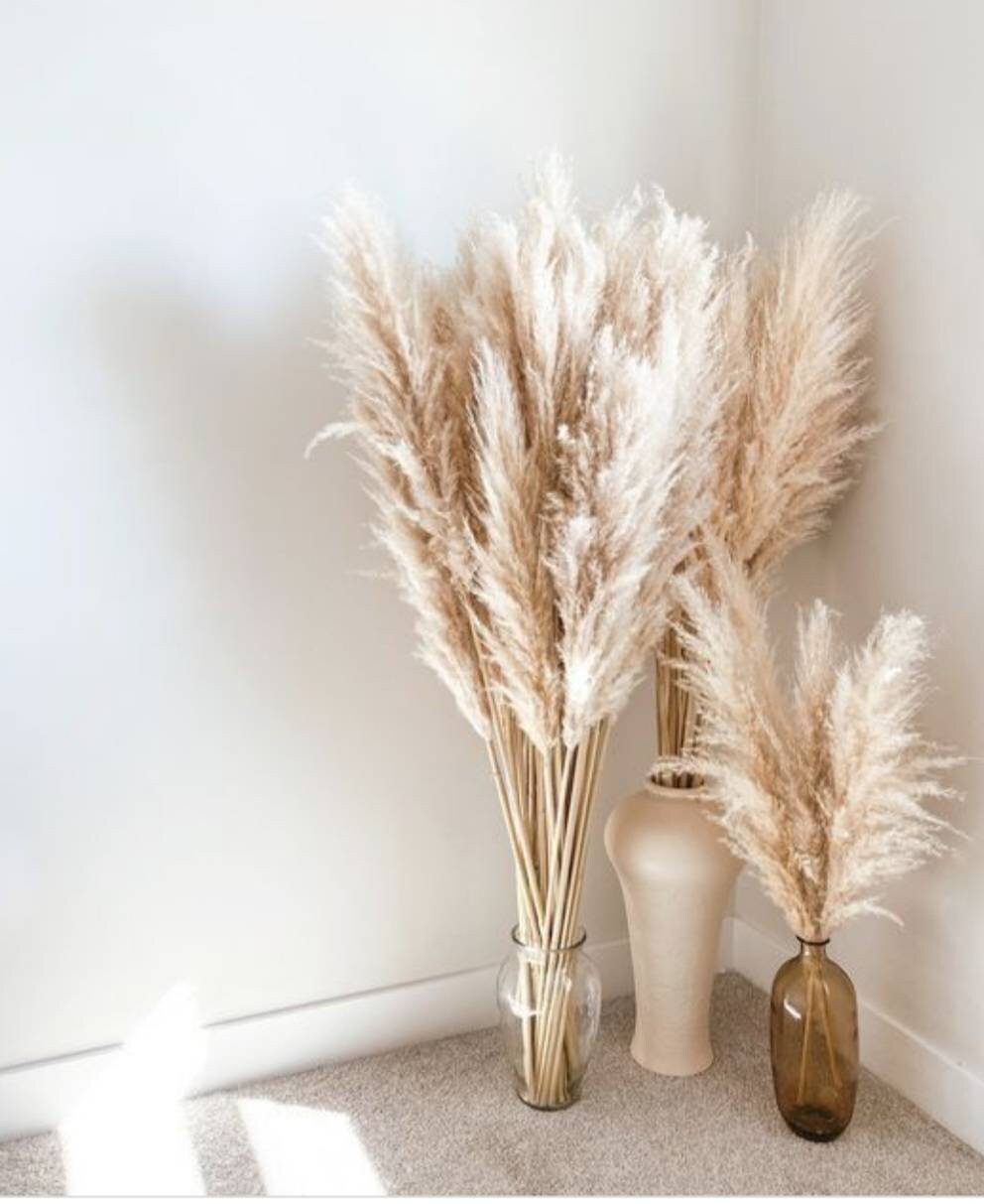 Pampas grass 5 stem bundle Etsy