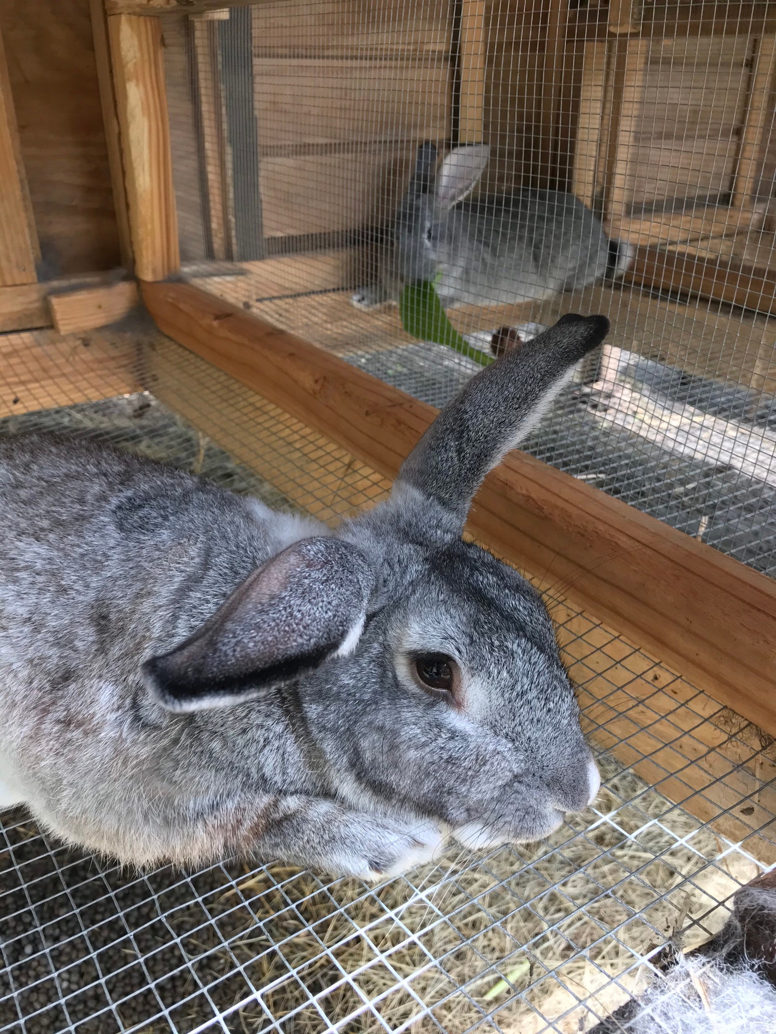 Engraved Rabbit Hutch Cards Wood Rabbit Hutch Cards Custom Etsy