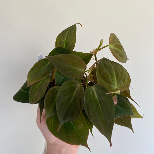 Philodendron Micans