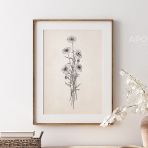Daisy Print, Vintage Botanical Sketch Enhanced, Printable Digital Art, Farmhouse Decor