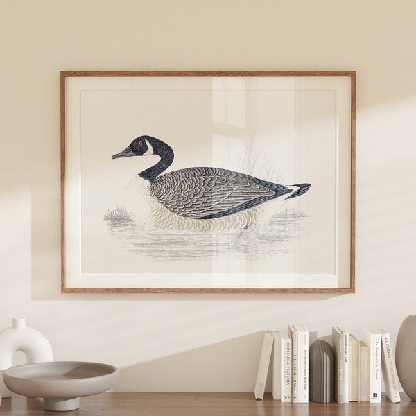 Canada Goose Print, Printable Bird Art, Vintage Bird Drawing Enhanced, Farmhouse Decor, Downloadable Print