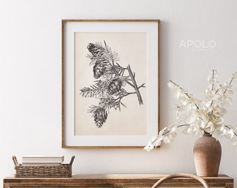 Hemlock Pine Cone Print, Printable Wall Art, Neutral Winter Wall Art, Vintage Drawing Enhanced, Pinecone Digital Print