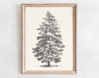 May include: A black and white line drawing of a tall pine tree with a thick trunk and many branches. The tree is framed in a light wood frame.