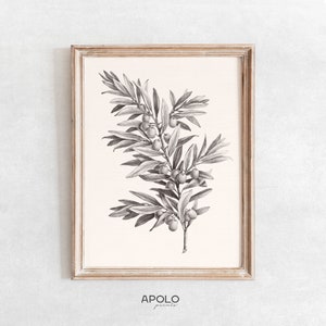 Olive Branch Print no. 1, Printable Wall Art, Vintage Botanical Sketch Enhanced, Branch Sketch Printable, Olive Digital Print