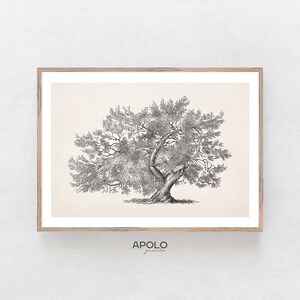 May include: A black and white line drawing of a large tree with many branches. The tree is drawn in a realistic style and has a thick trunk. The drawing is on a cream-colored background.
