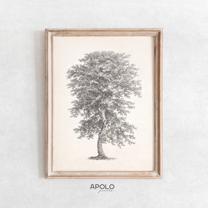 Hickory Tree Sketch Printable Wall Art, Vintage Drawing Enhanced, Neutral Digital Print