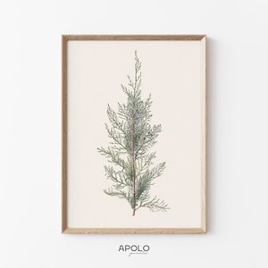 Vintage Juniper Branch Botanical Print: Winter Holiday Decor (Digital Download)