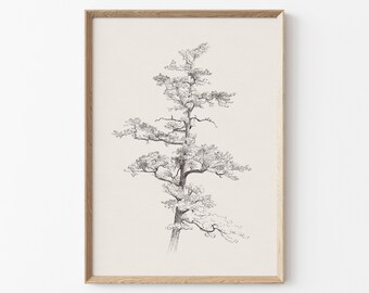 Pine Tree Study Print, Vintage Pine Tree Sketch Enhanced, Printable Digital Art, Farmhouse Wall Art
