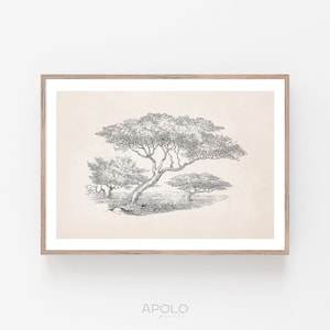 Vintage Acacia Tree Sketch: Enhanced Neutral Art Print (Digital Download)